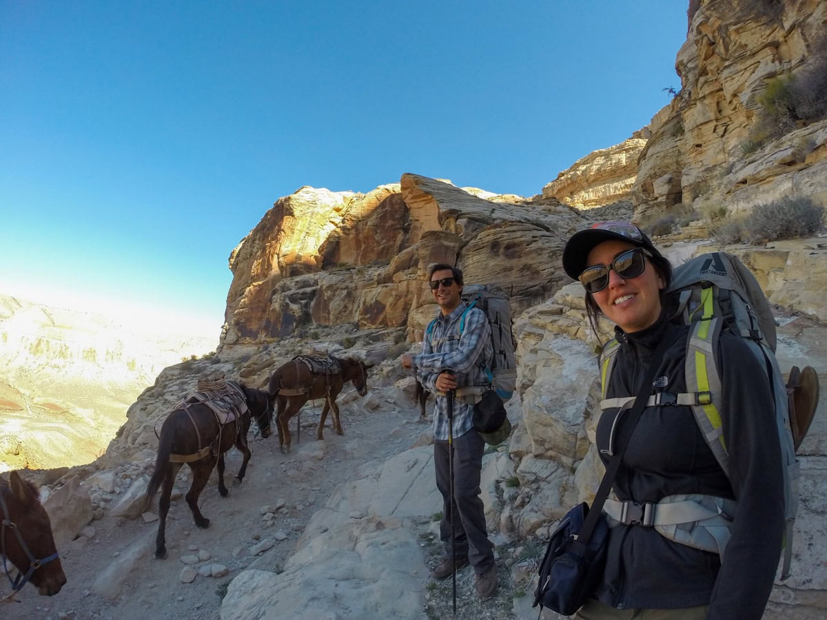 Group of hikers on a trail next to pack mules