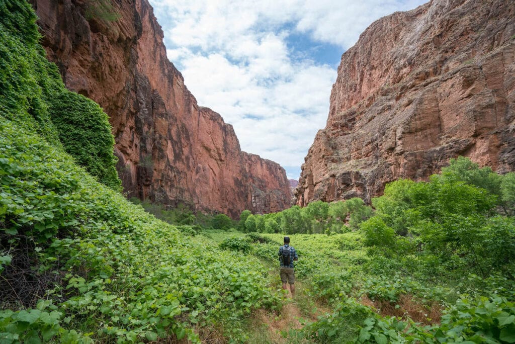 Man standing on trail in Havasu canyon surrounded by lush green vegetation and tall red rock cliffs